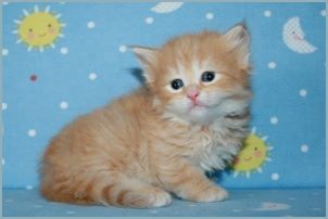 Male Siberian Kitten from Deedlebug Siberians